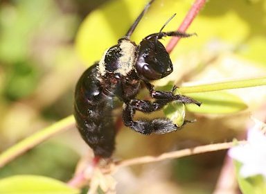 Mamangava