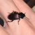 Coleoptera: Carabidae