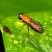 Mosca soldado Ptecticus
