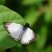 Borboleta Heliopetes