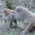 Macaco japones/grooming