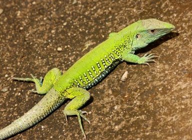 Ameiva ameiva