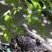Tropidurus hispidus