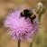 Bombus terrestris