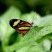 Borboleta tigrada