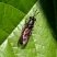 Mosca soldado negra