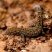 Gymnodactylus geckoides
