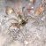 Aranha teia de funil