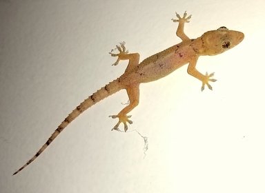 Hemidactylus mabouia