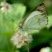 Borboleta de asa branca