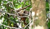 Macaco-de-cheiro