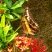 Borboleta grande de asas pretas e manchas amarelas