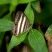Borboleta zebrada