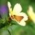 Wallengrenia spp