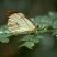 Borboleta Ascia monuste orseis