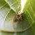 Aranha da família Theridiidae