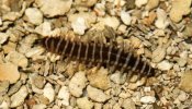 Poliqueta Hesionidae