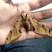 Mariposa