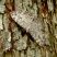 Borboleta Hamadryas
