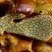 Botryllus schlosseri verde