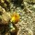Acanthurus coeruleus