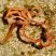 Verme-fita Baseodiscus delineatus