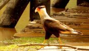 Carcará (Caracara plancus)