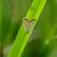Mariposinha do gramado