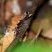 Anolis nitens