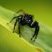 Aranha saltadora preta