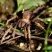 Pequena tarantula