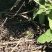 Ameiva