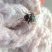 Mosca