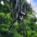 Aranha Trichonephila clavipes