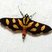 Mariposa Syngamia florella