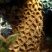 Zoanthus sociatus