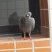 Pombo curioso