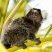 Sagui