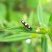 Cicadelidae