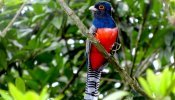 Surucuá de barriga vermelha (Trogon curucui)