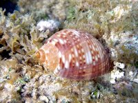 Concha de Tonna pennata
