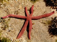Estrela do mar vermelha