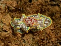 Micromelo undatus