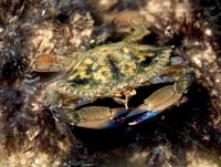 Siri Callinectes marginatus