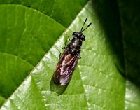 Mosca soldado negra