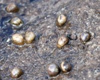 Neritina virginea