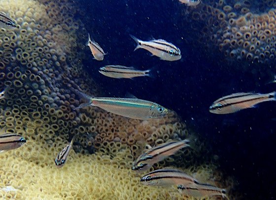 Sardinha