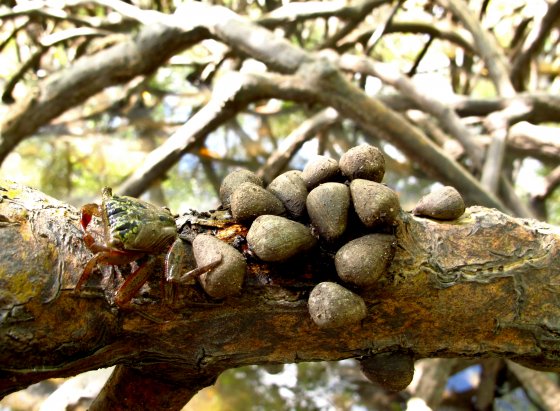 Melampus coffea