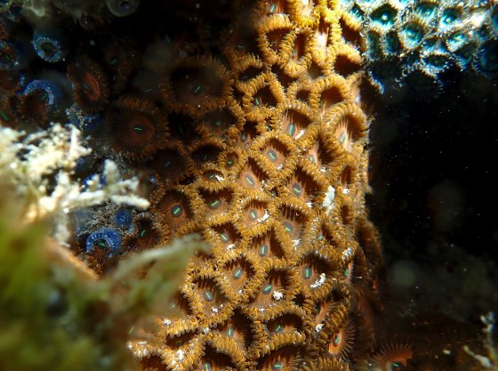 Zoanthus sociatus