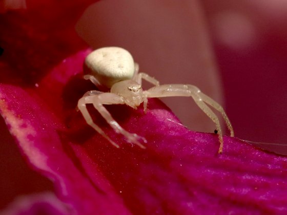 Aranha caranguejo